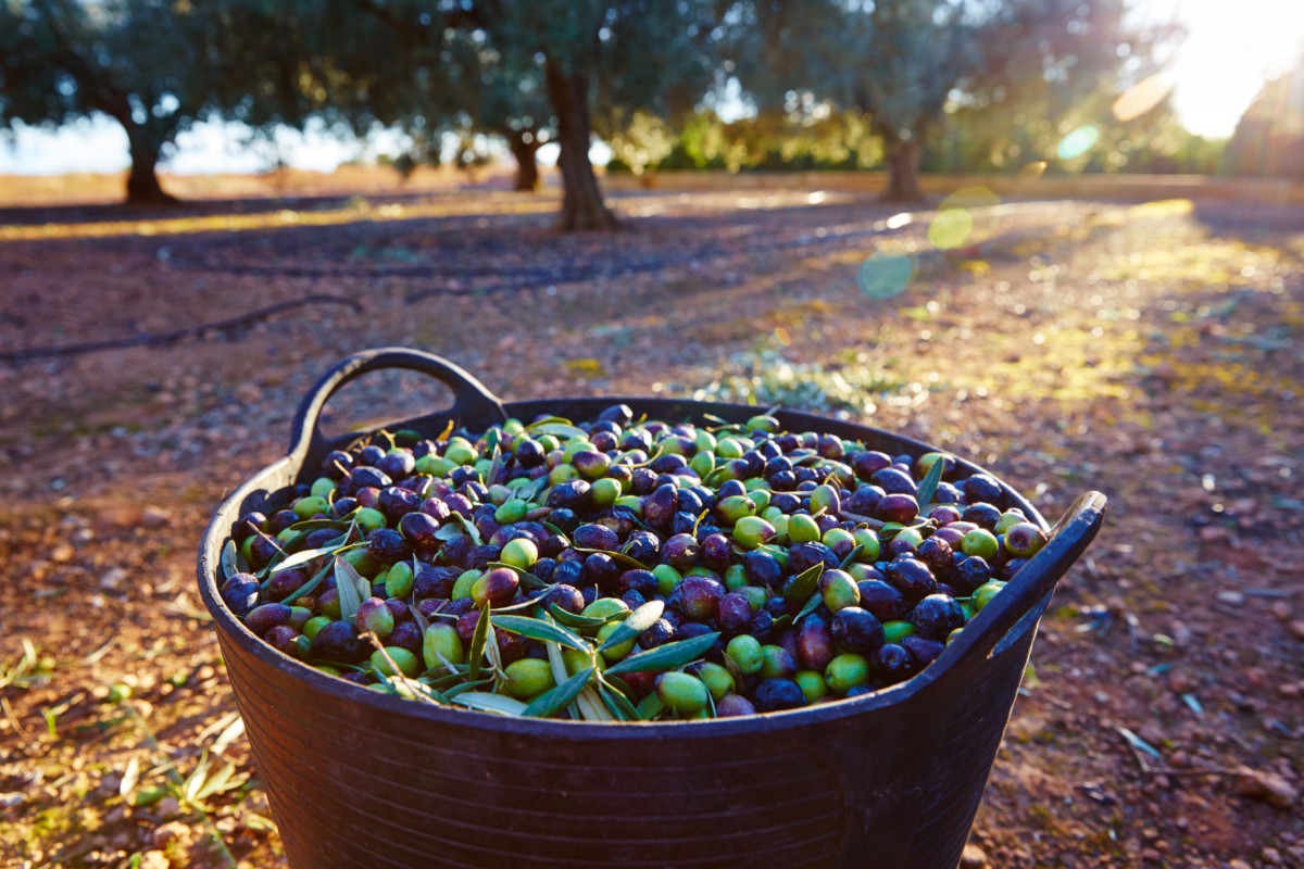 Alcuni dei nostri lavori di raccolta delle olive