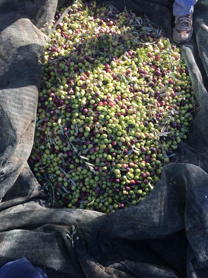 Alcuni dei nostri lavori di raccolta delle olive
